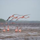 Flamingos bei Celestun