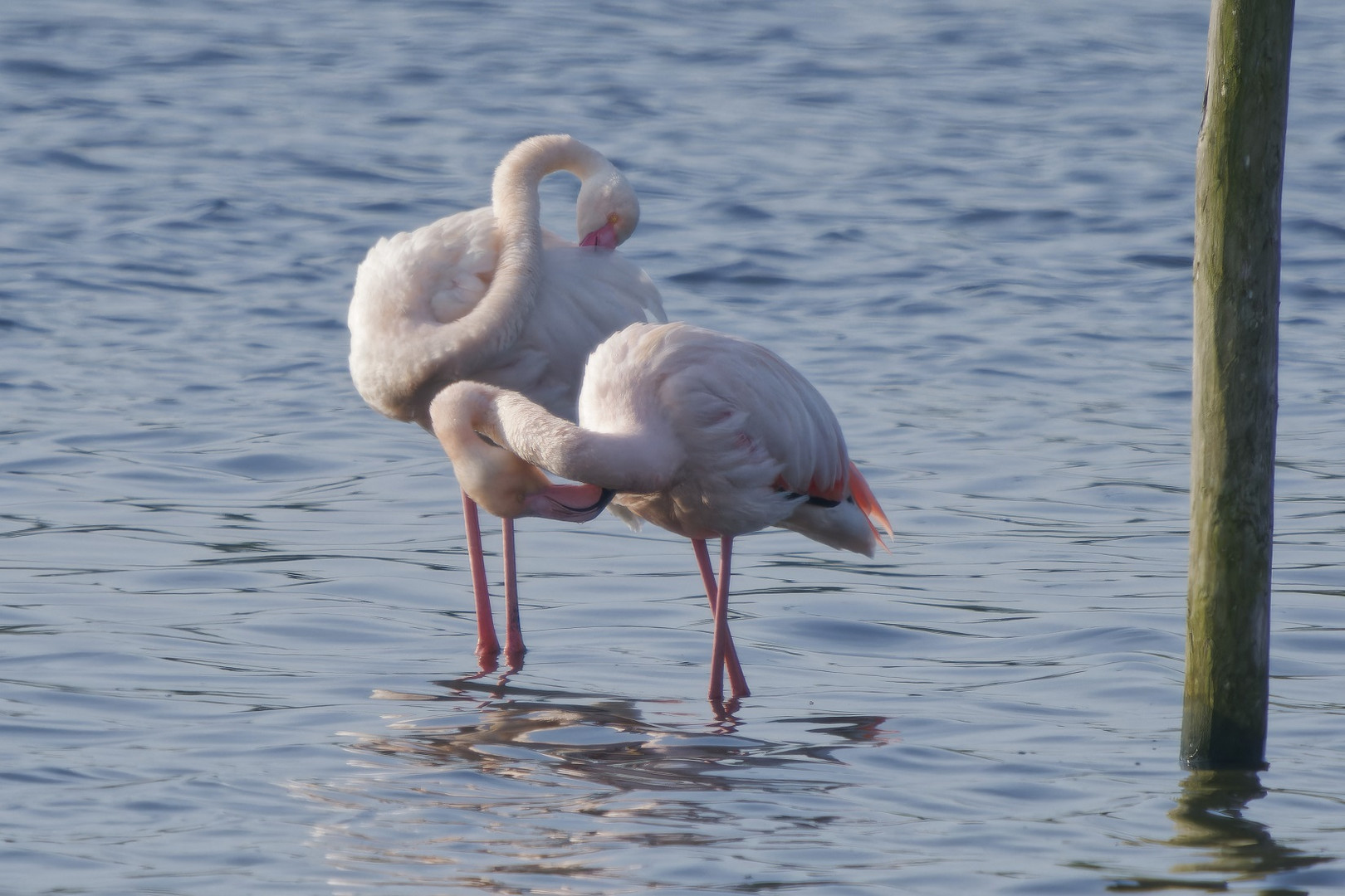 Flamingos bei der Gefiederpflege