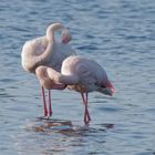Flamingos bei der Gefiederpflege