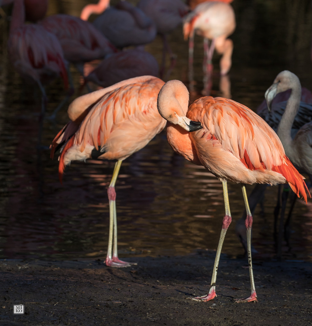 Flamingos bei der Körperpflege