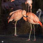 Flamingos bei der Körperpflege