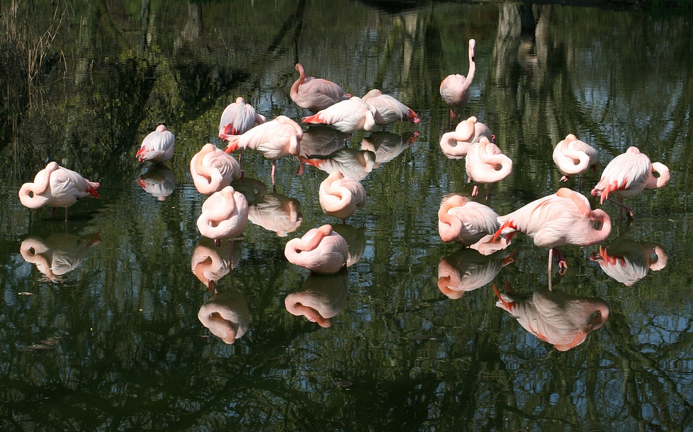 Flamingos bei der Mittagsruhe im Kölner Zoo