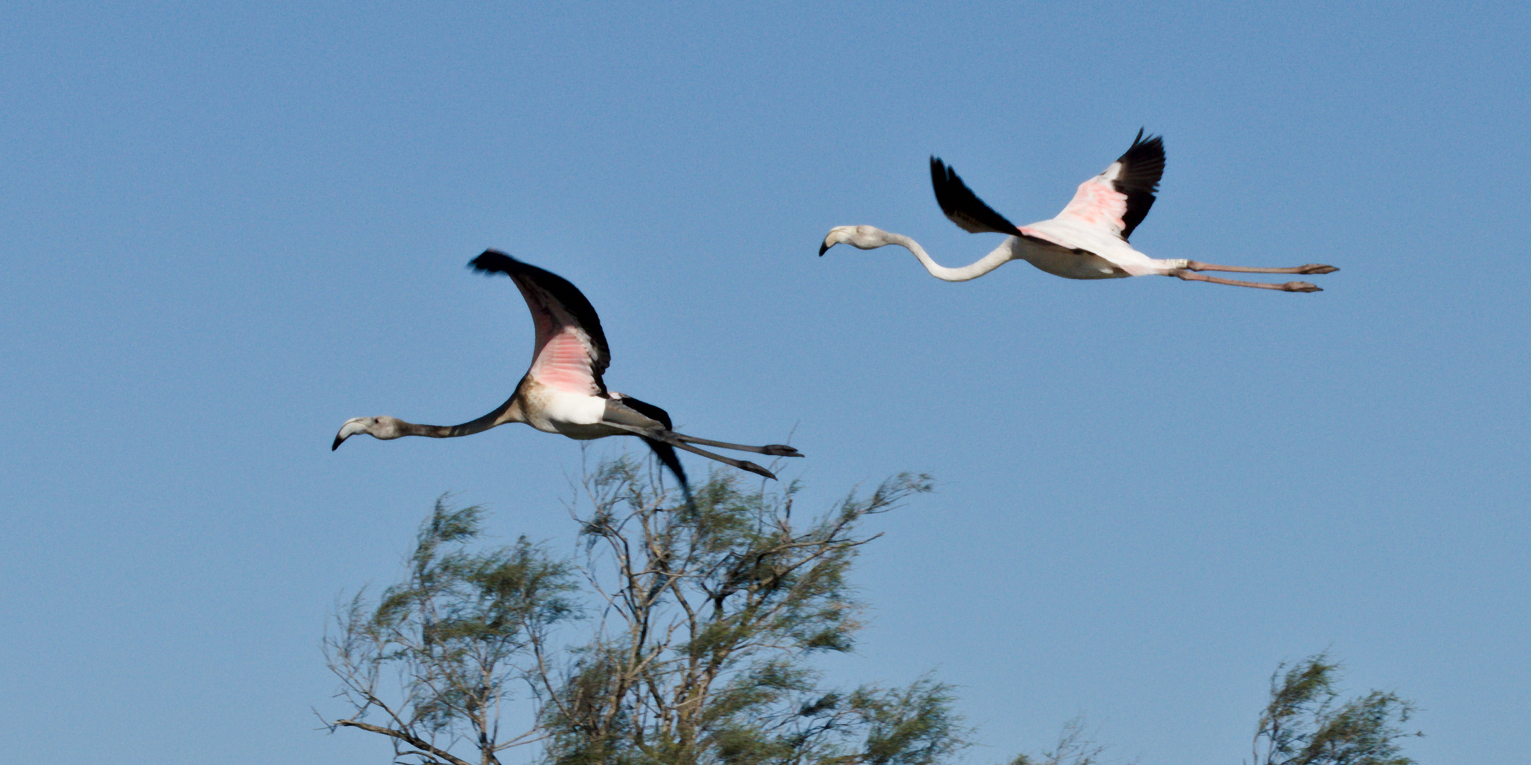 Flamingos bei ihrem Flug zum nächsten Etang