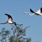 Flamingos bei ihrem Flug zum nächsten Etang