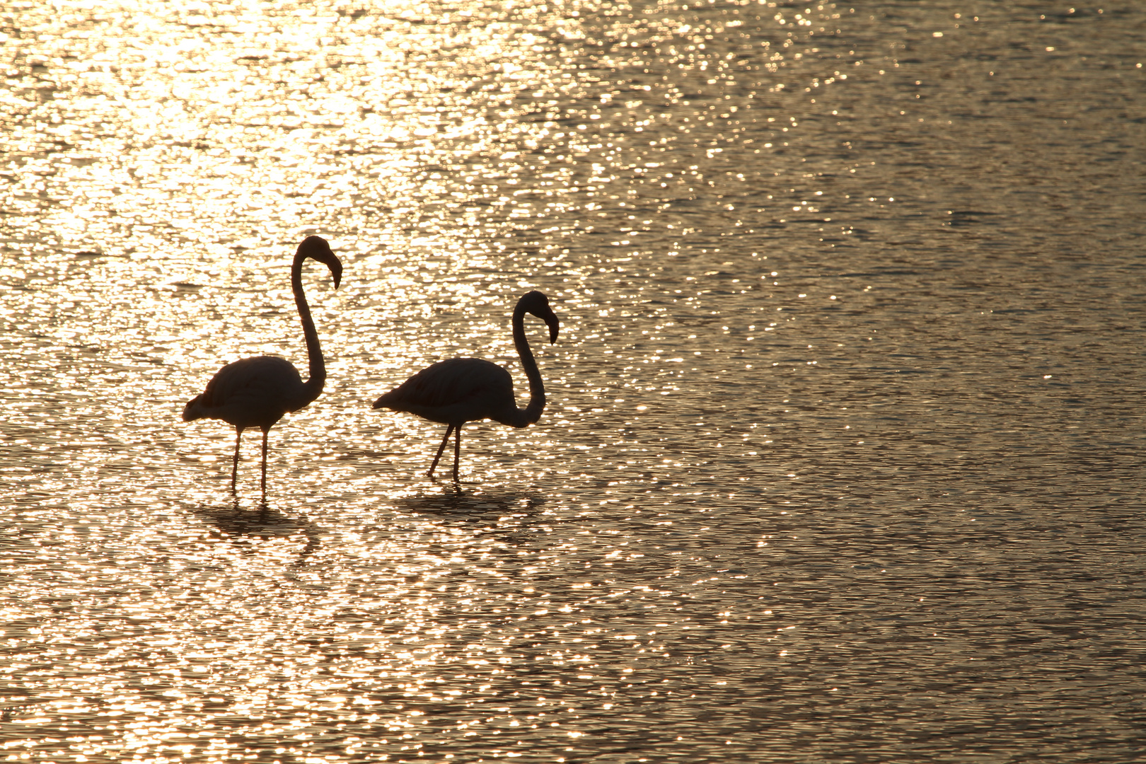 Flamingos bei Sonnenuntergang