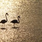 Flamingos bei Sonnenuntergang