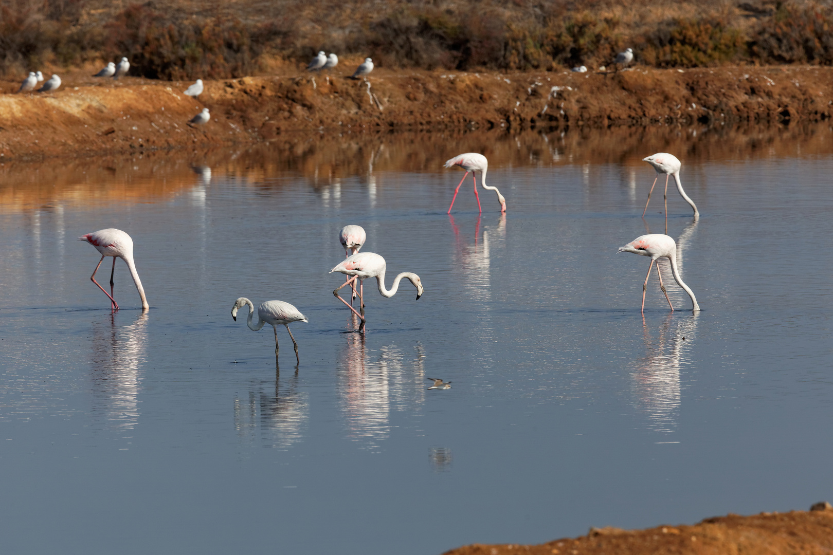 Flamingos bei Tavira_1