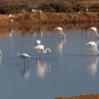 Flamingos bei Tavira_1