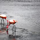 flamingos bei uyuni