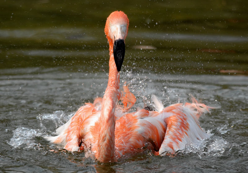 Flamingos beim Bad in der Frühlingssonne...