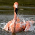 Flamingos beim Bad in der Frühlingssonne...