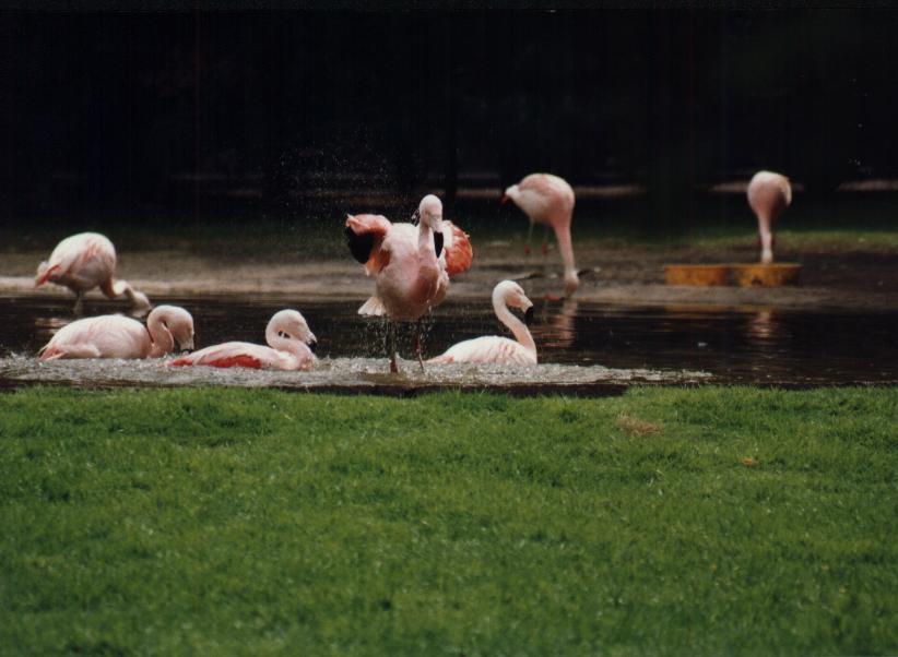 Flamingos beim Baden