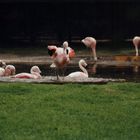 Flamingos beim Baden