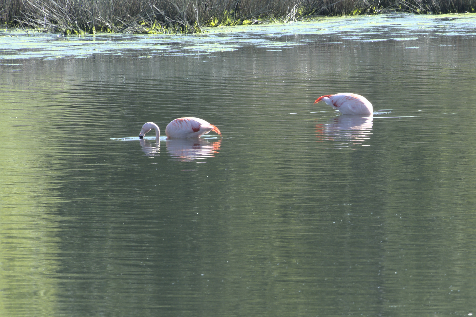 Flamingos beim Brunch