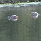 Flamingos beim Brunch