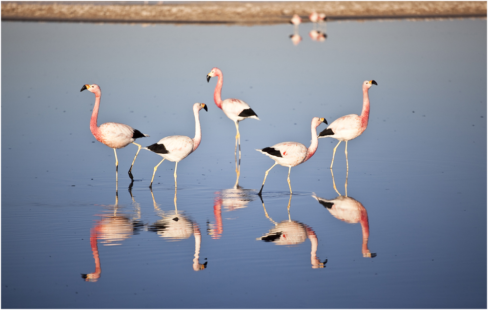 Flamingos beim Frühstück ...