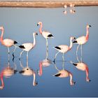 Flamingos beim Frühstück ...