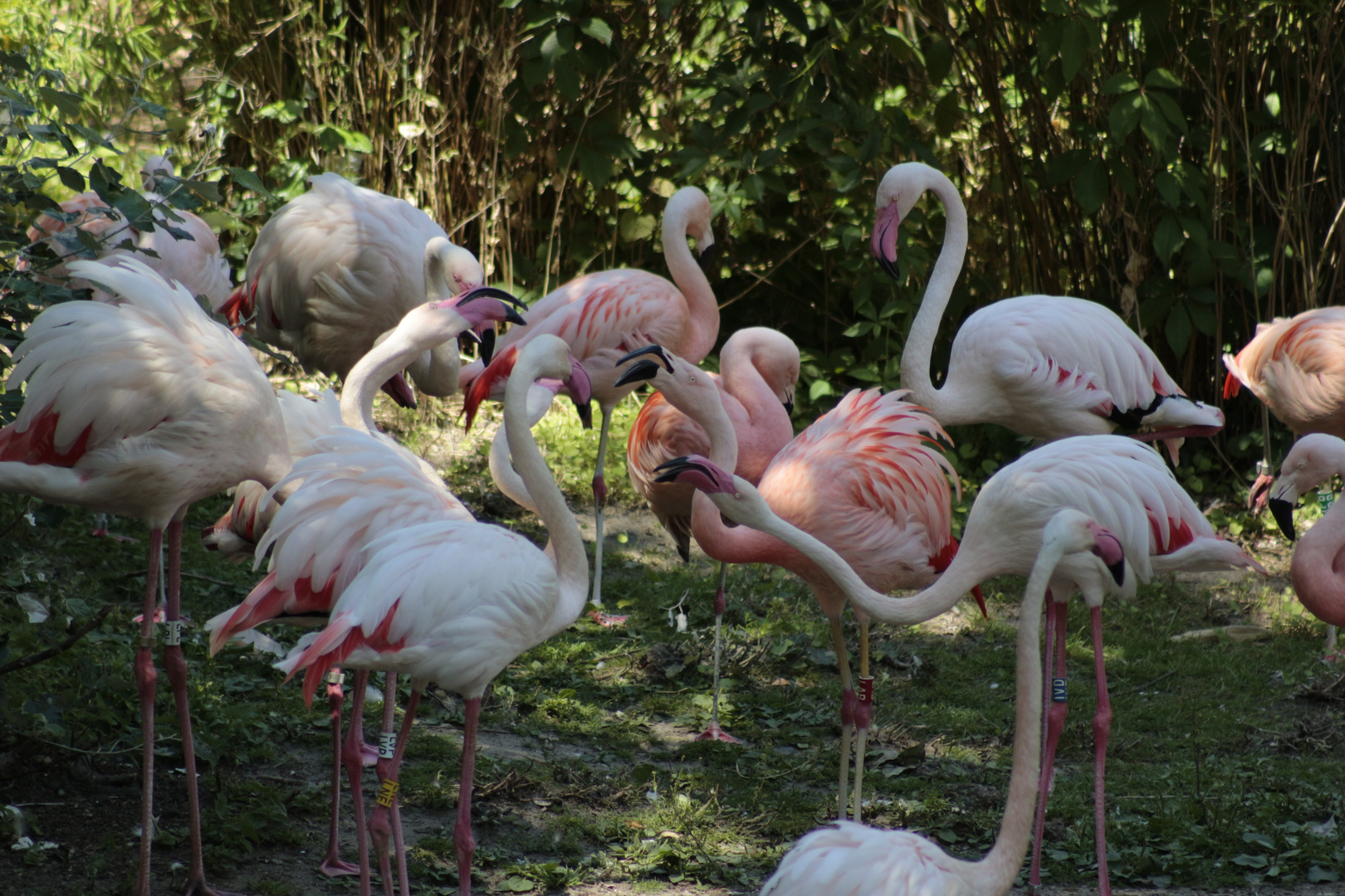 Flamingos beim Kaffeeklatsch