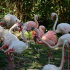 Flamingos beim Kaffeeklatsch