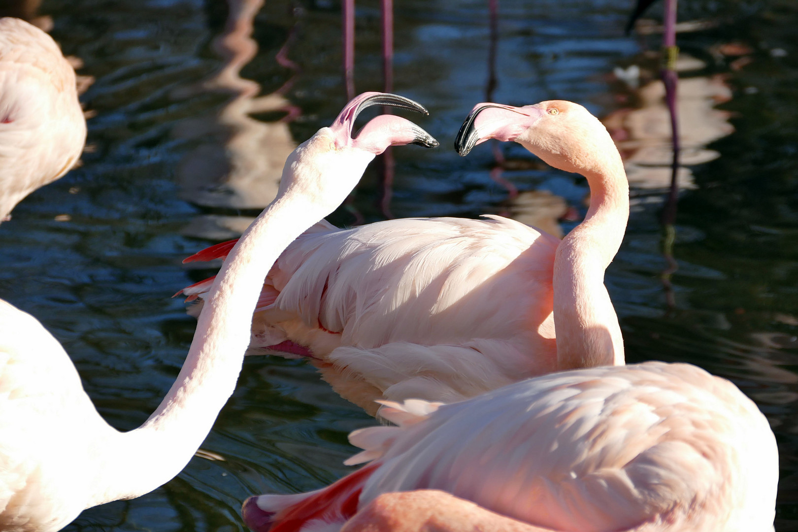 Flamingos beim Liebesspiel