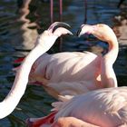 Flamingos beim Liebesspiel
