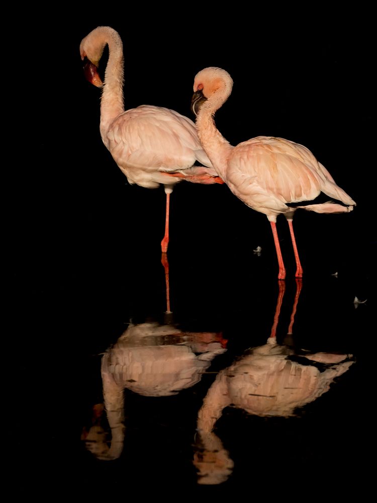 Flamingos beim Putzen