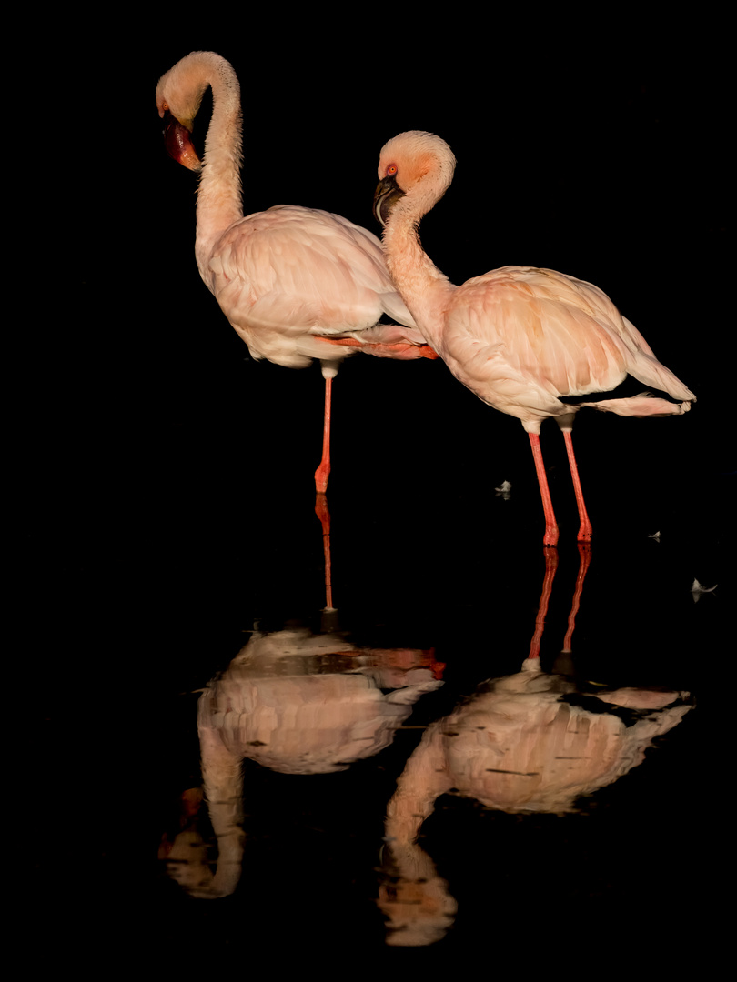 Flamingos beim Putzen