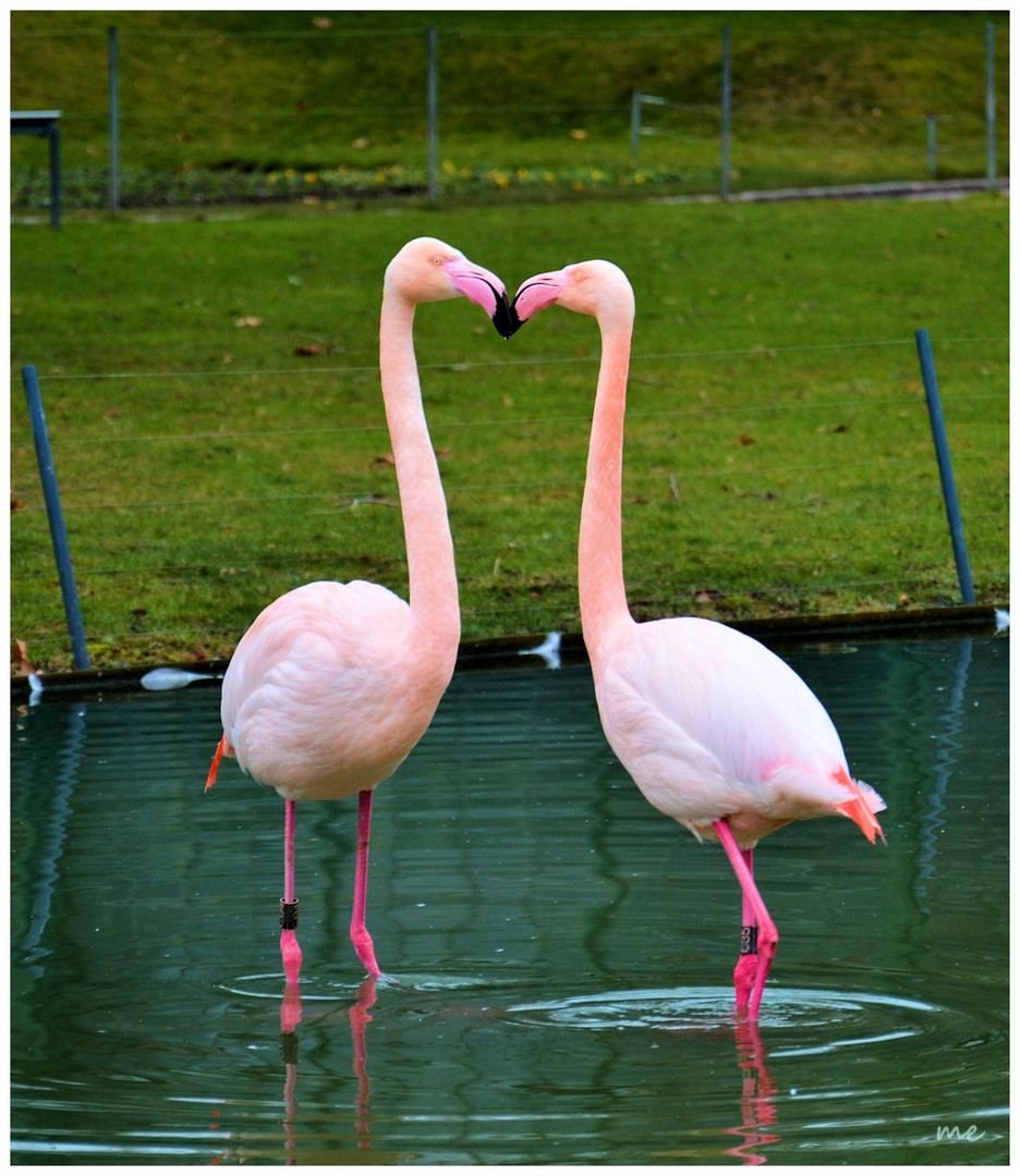 Flamingos beim Schnäbeln