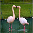 Flamingos beim Schnäbeln