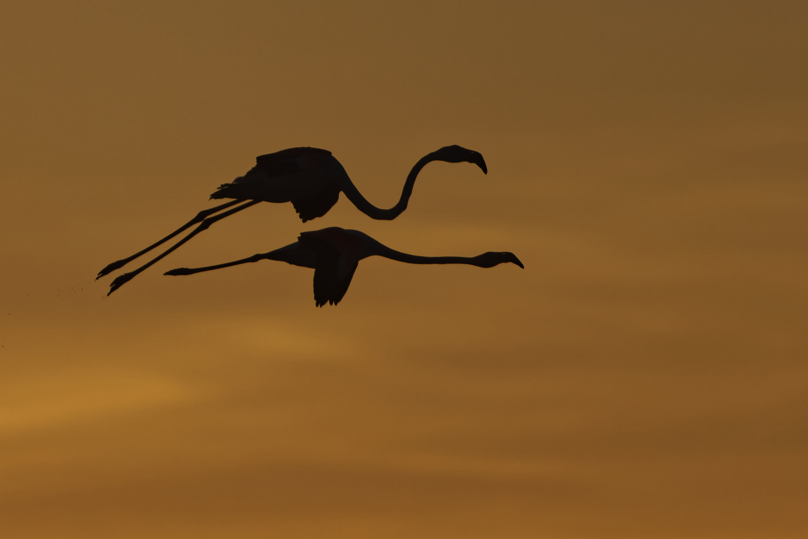 Flamingos beim Sonnenuntergang