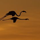 Flamingos beim Sonnenuntergang