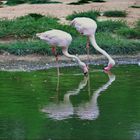 Flamingos  beim Spiegeltag