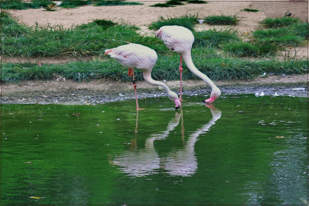 Flamingos  beim Spiegeltag