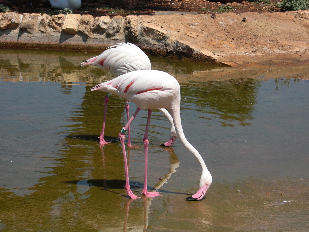 Flamingos beim Trinken