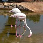 Flamingos beim Trinken