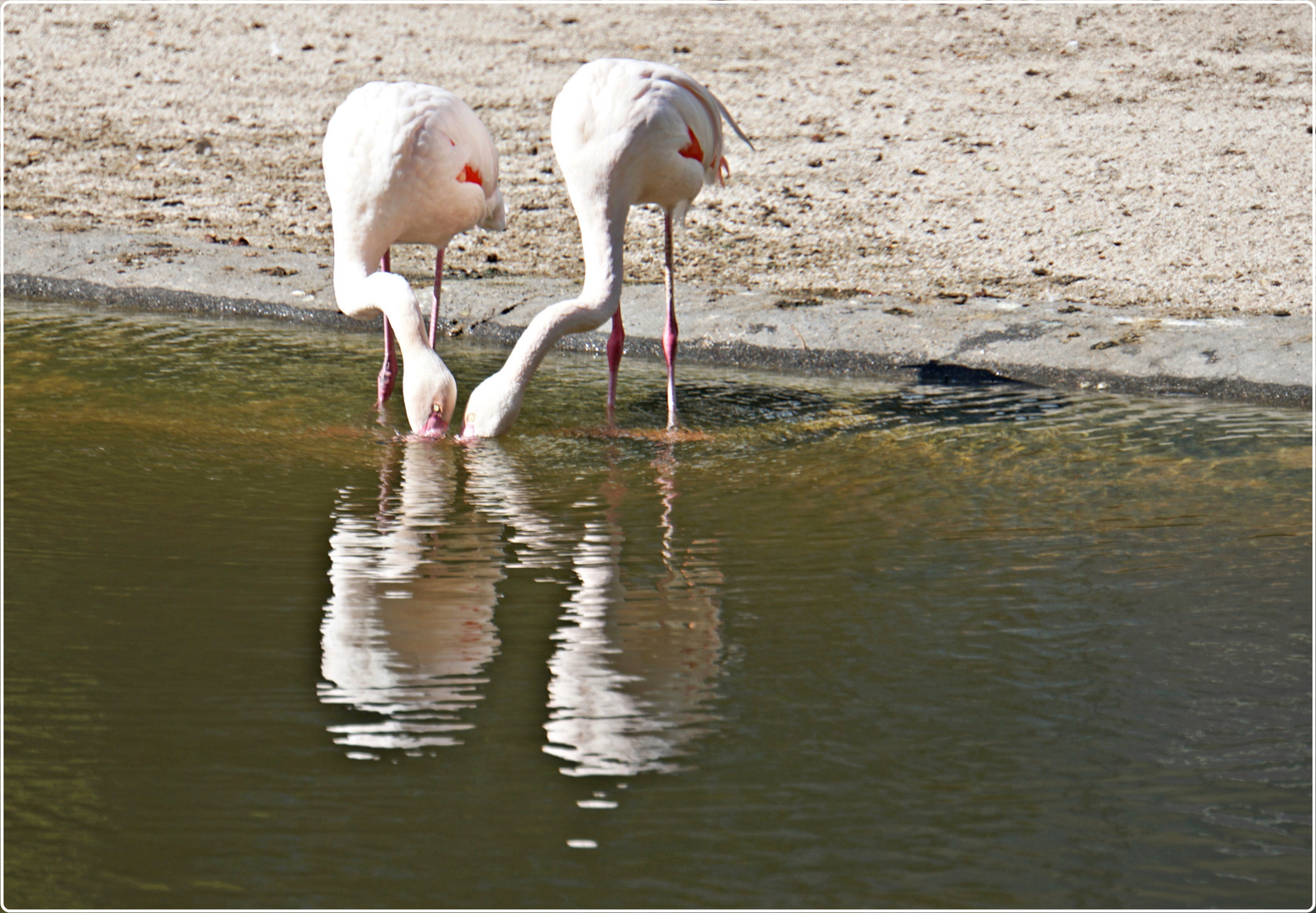 Flamingos beim Unterwasserküssen