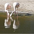 Flamingos beim Unterwasserküssen