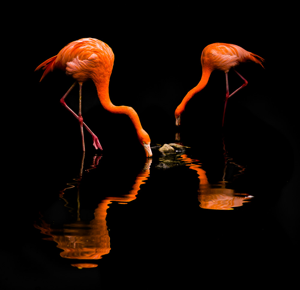 Flamingos