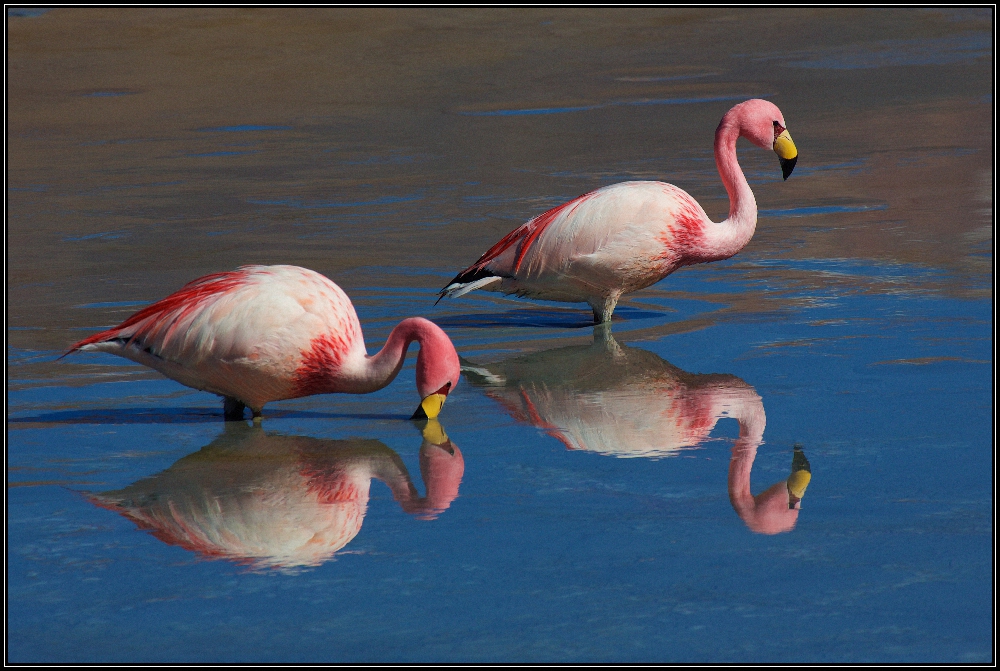 Flamingos (Bolivien , auf dem Weg nach S. Pedro)