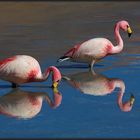 Flamingos (Bolivien , auf dem Weg nach S. Pedro)