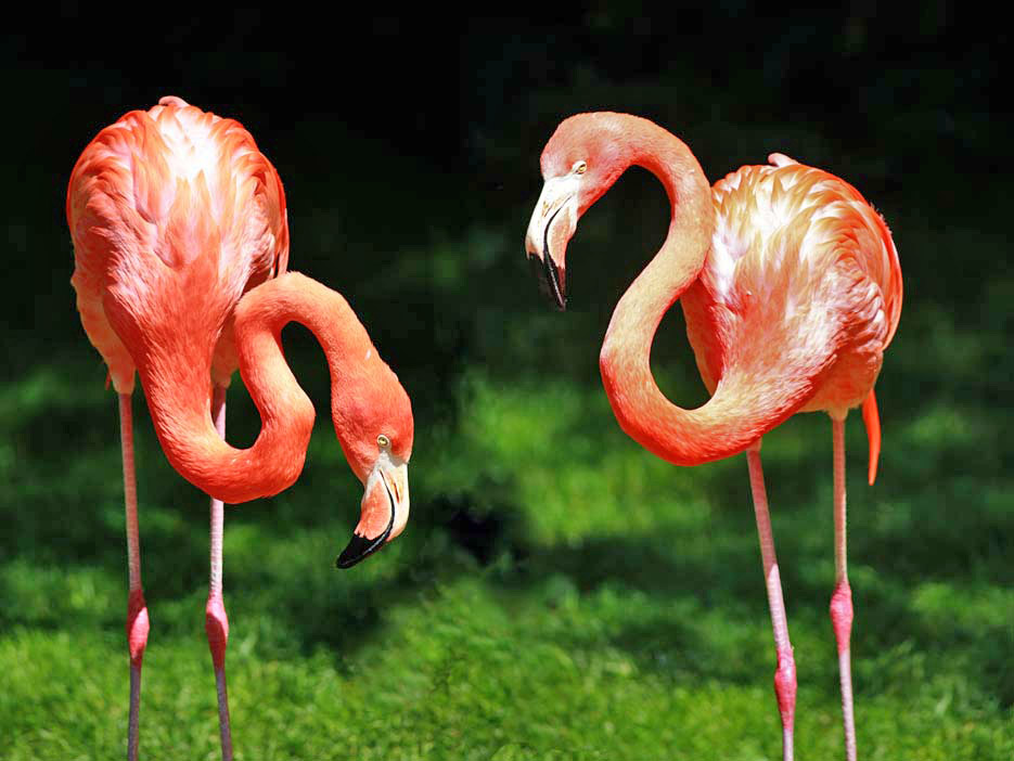 Flamingos (c)