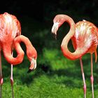 Flamingos (c)