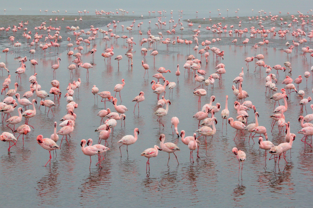 Flamingos