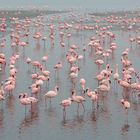 Flamingos