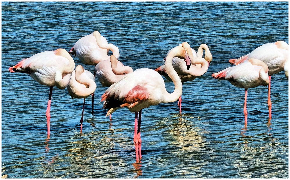 Flamingos !