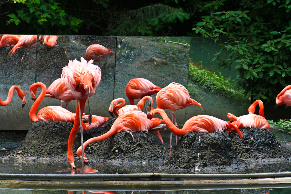 Flamingos