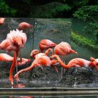 Flamingos