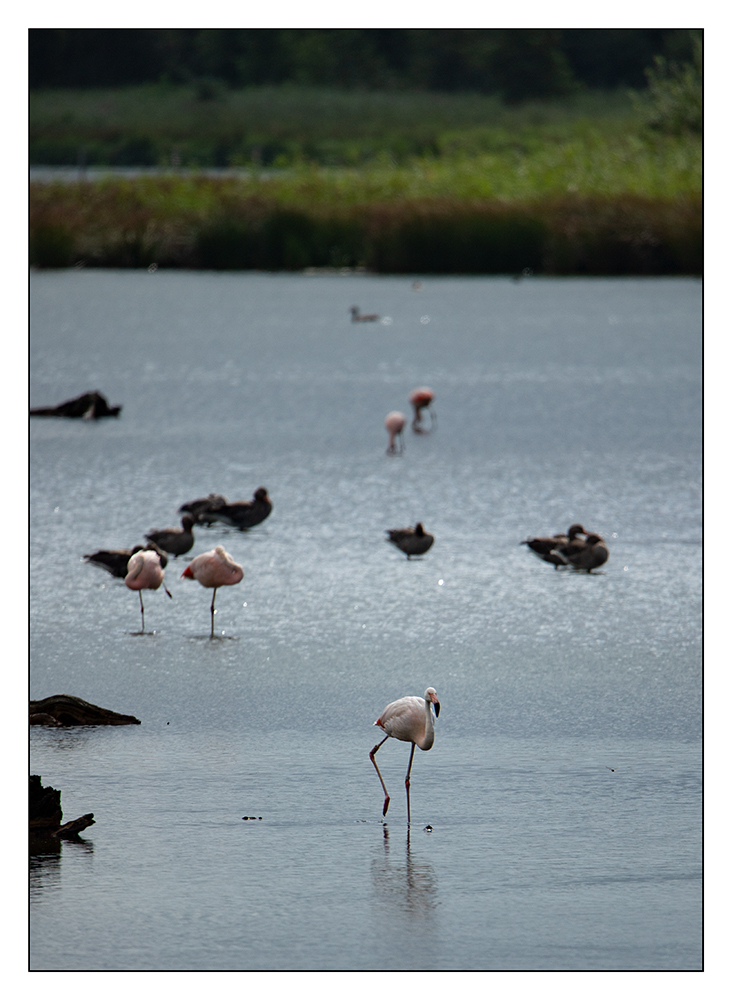 ~Flamingos~