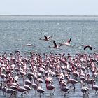 Flamingos