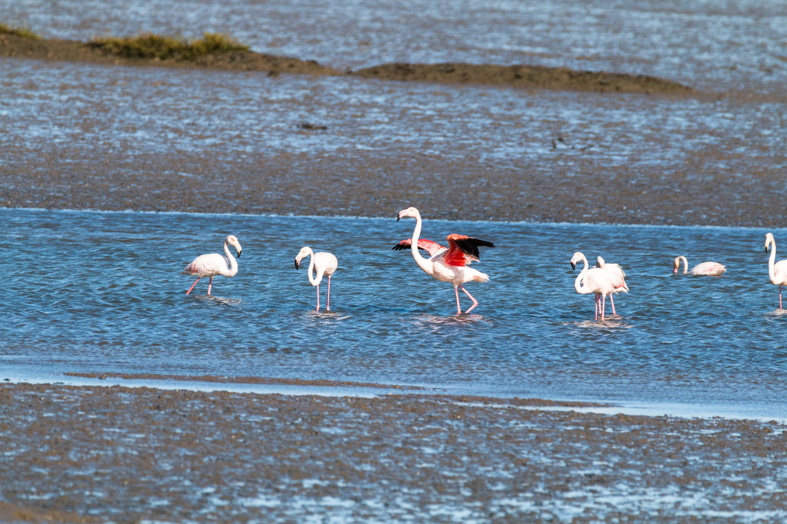 Flamingos